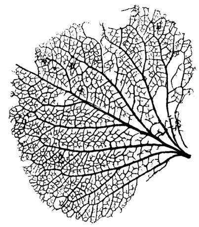 Leaf 9